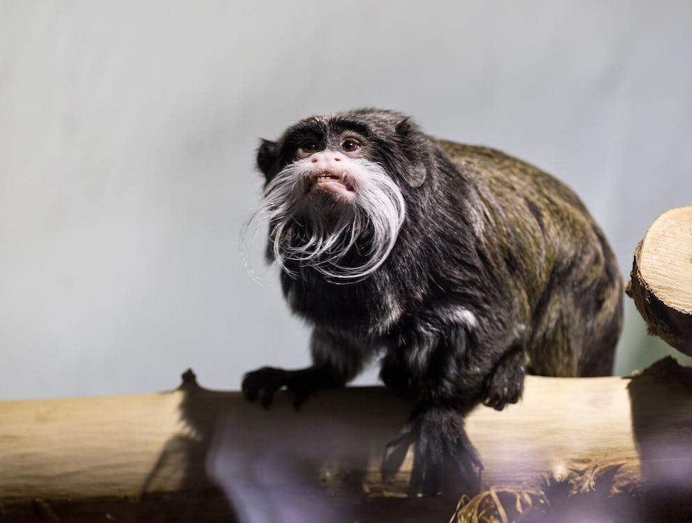 An Emperor Tamarin Monkey